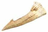 Fossil Sawfish (Onchopristis) Rostral Barb - Morocco #285511-1